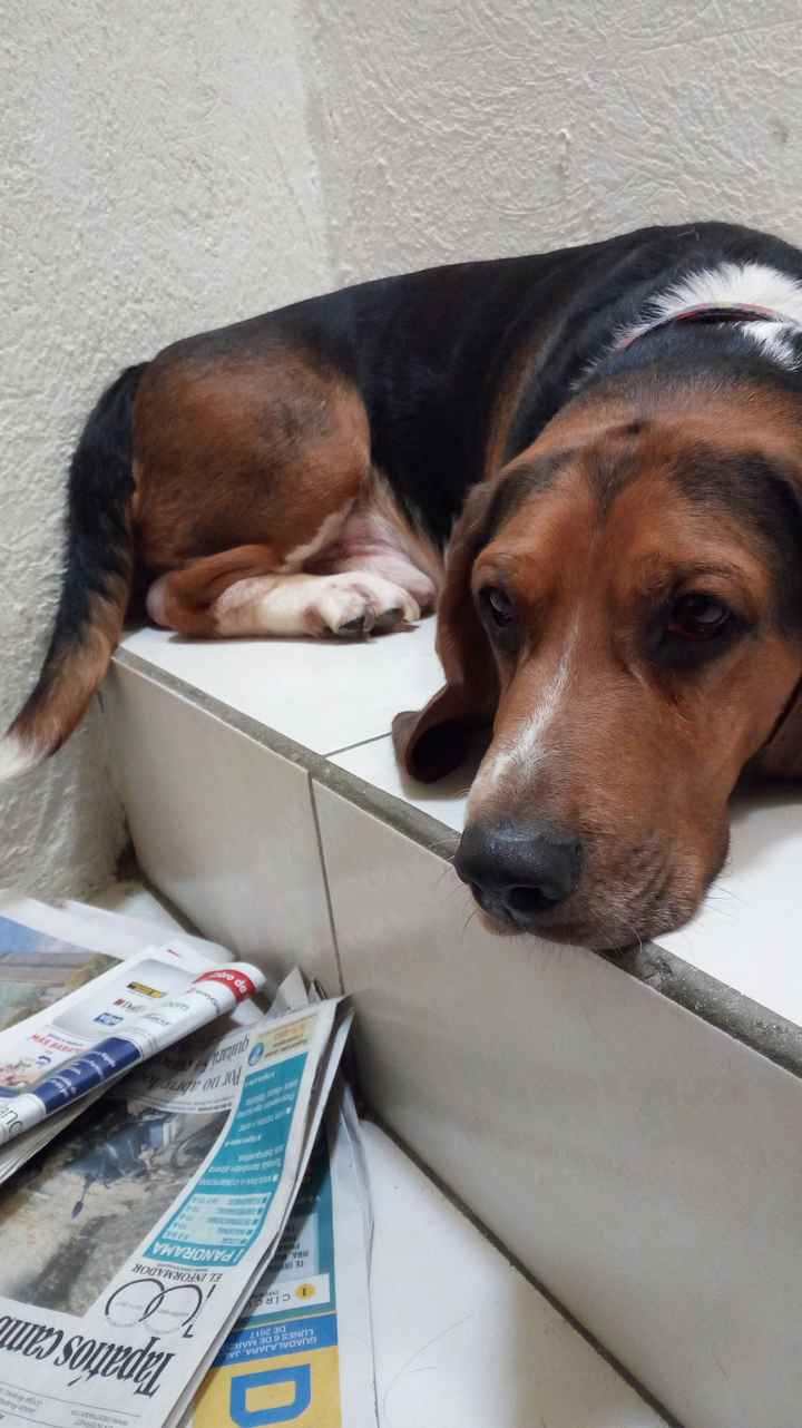 VOTA ¿Llevarías a tu mascota a la boda? - 1