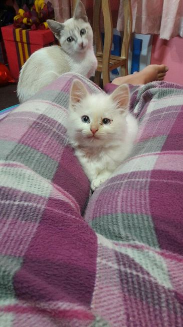 ¿dejarán alguna mascota con sus papás cuando se casen? - 1