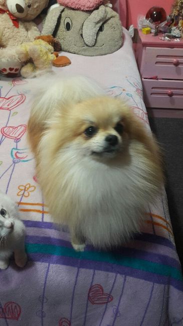 ¿dejarán alguna mascota con sus papás cuando se casen? - 2
