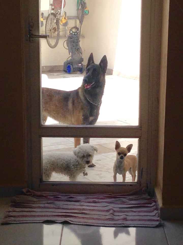 Presenten mascotas.... - 1