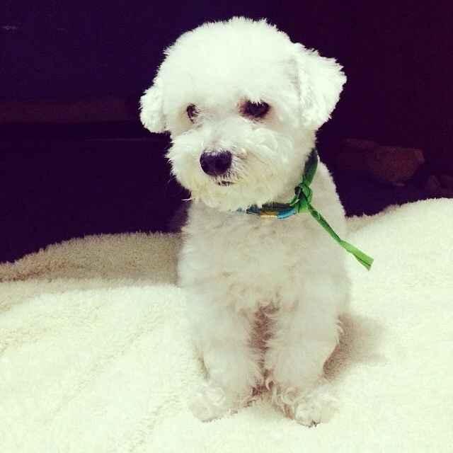 Presenten mascotas.... - 2