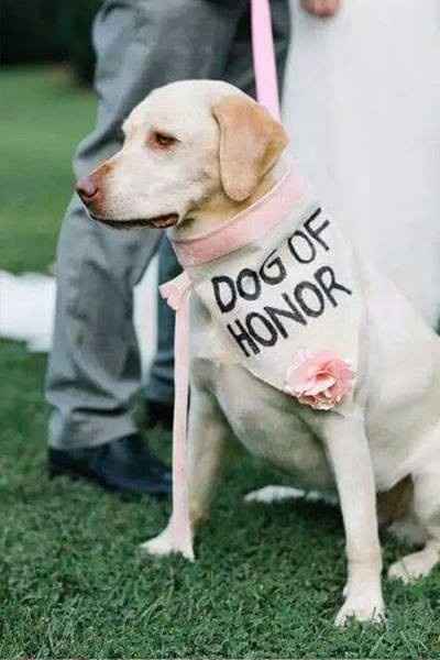 Perro de Honor jaja ♥