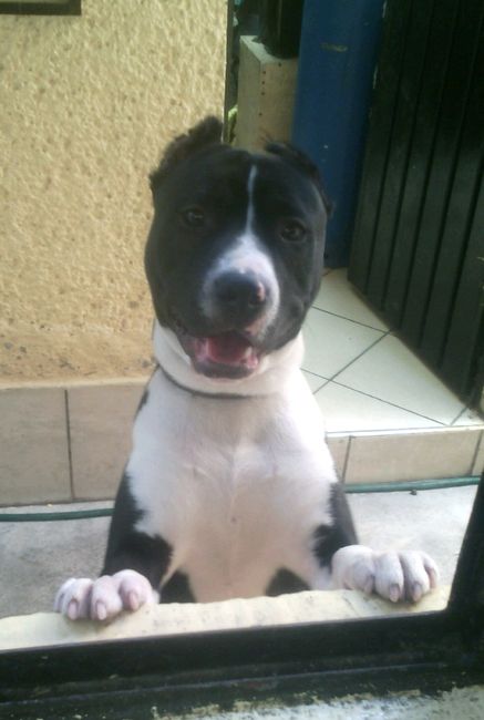 Presuman su foto... las mascotas!! - 1