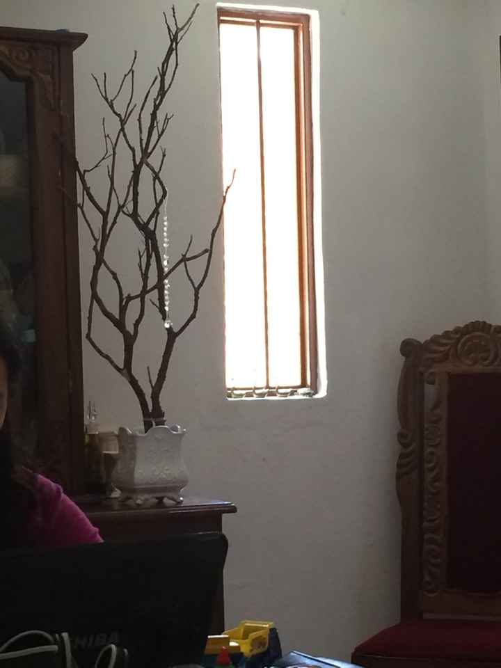 Donde consigo arbolitos de manzanita - 1