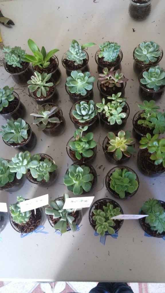 Variedad de suculentas