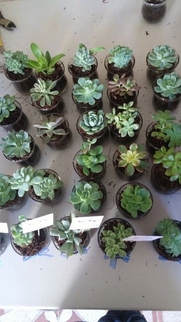 Variedad de suculentas