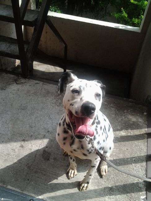 La foto de tu mascota! - 1