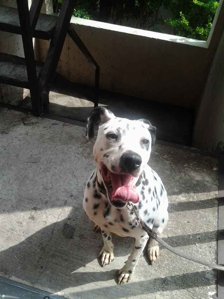 La foto de tu mascota! - 1