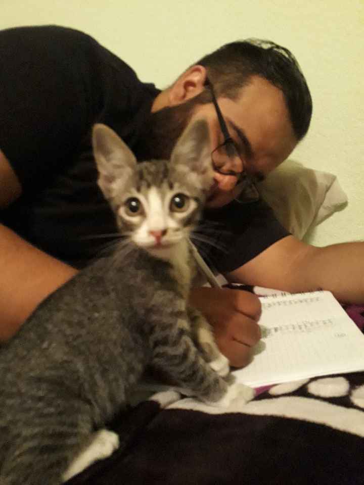 Michi al rescate😸😹😻 - 2