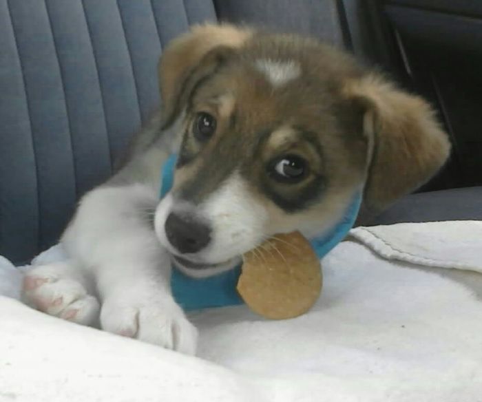 Mi perro es mi hijo!! - 1