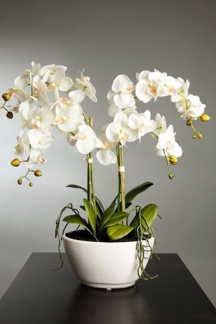las otras flores son Orquideas