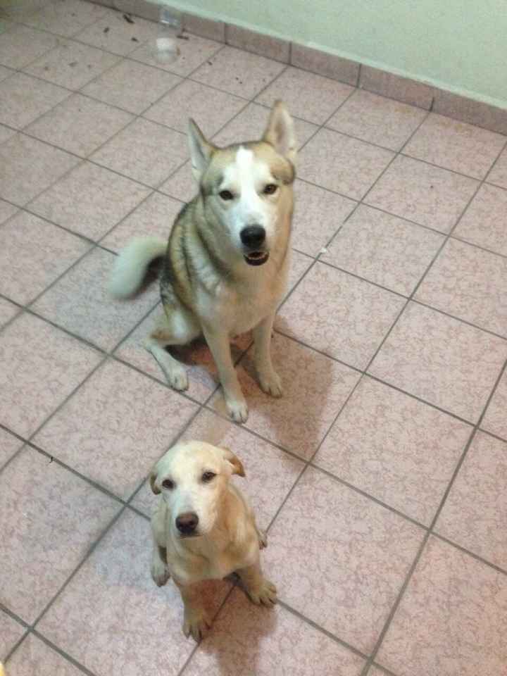 Destrozada.. se buscan!!! mty - 1