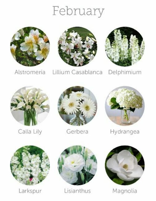 Colores de flores para el mes de Febrero