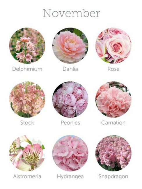 Colores de flores para el mes de Noviembre