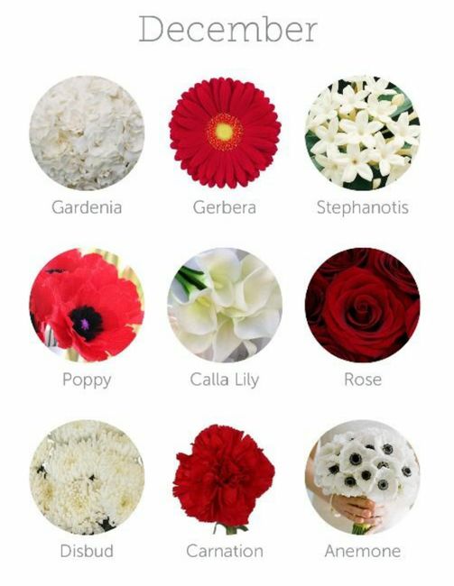 Colores de flores para el mes de Diciembre