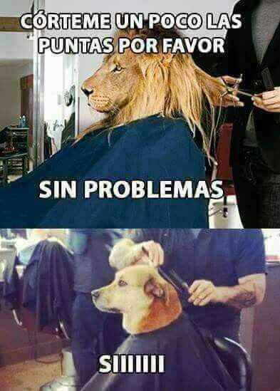  Salvé mi cabello, de las tijeras! - 1