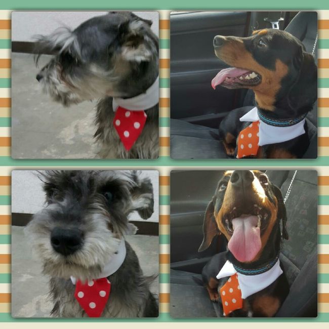 Moda nupcial para mascotas. - 1