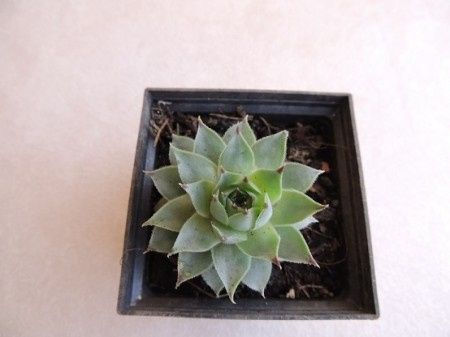 Plantita