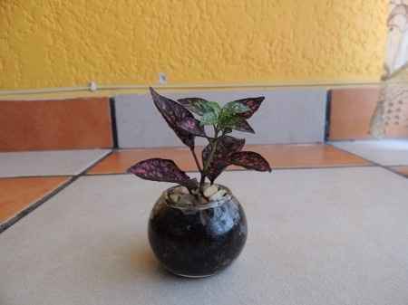 Plantita