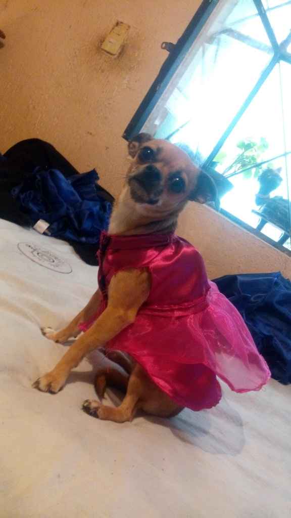 Mi kesha no es una mascota es un integrante mas de la familia y ya tiene su vestido - 1