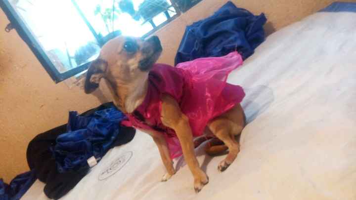 Mi kesha no es una mascota es un integrante mas de la familia y ya tiene su vestido - 2