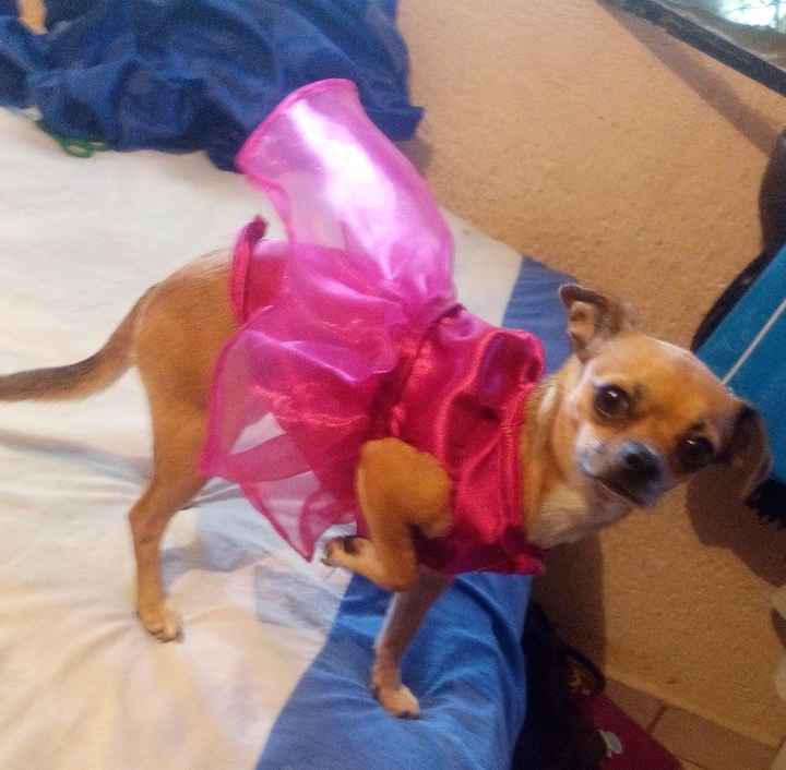 Mi kesha no es una mascota es un integrante mas de la familia y ya tiene su vestido - 3