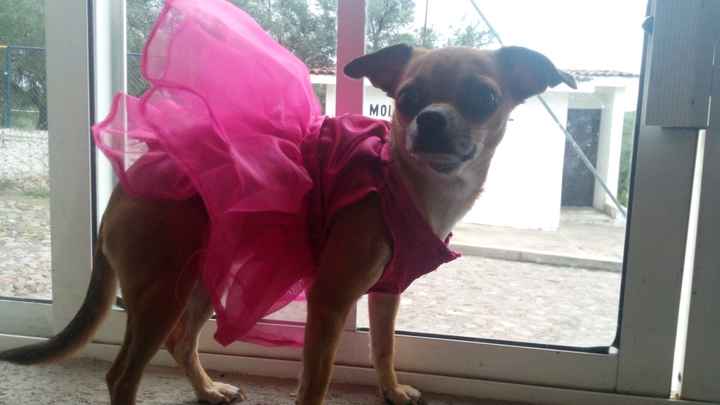 Mi kesha no es una mascota es un integrante mas de la familia y ya tiene su vestido - 1