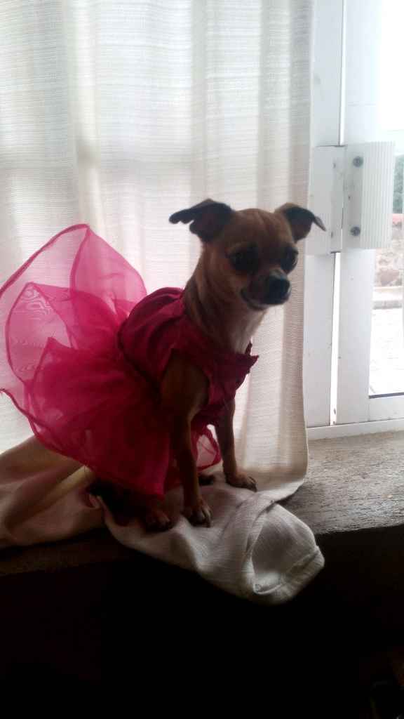 Mi kesha no es una mascota es un integrante mas de la familia y ya tiene su vestido - 2