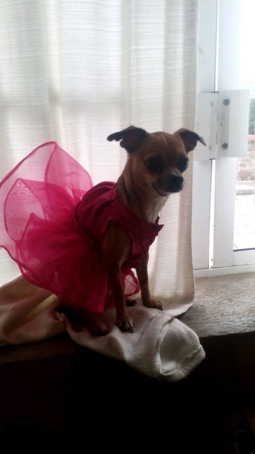 Mi kesha no es una mascota es un integrante mas de la familia y ya tiene su vestido - 2