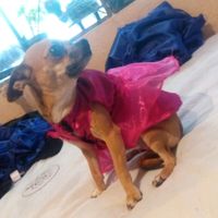Mi kesha no es una mascota es un integrante mas de la familia y ya tiene su vestido - 2