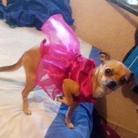 Mi kesha no es una mascota es un integrante mas de la familia y ya tiene su vestido - 3
