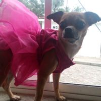 Mi kesha no es una mascota es un integrante mas de la familia y ya tiene su vestido - 1