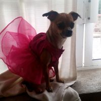 Mi kesha no es una mascota es un integrante mas de la familia y ya tiene su vestido - 2