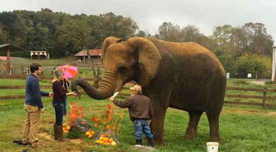 El elefante le ayudó a pedir matrimonio