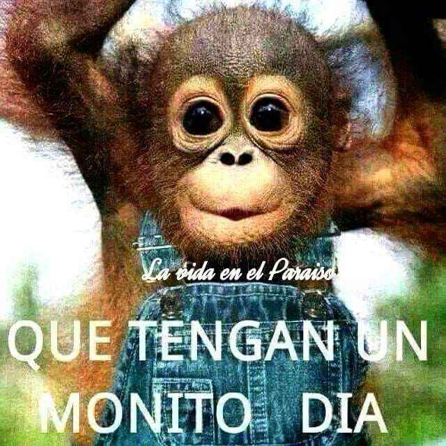 Monito día