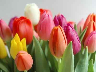 tulipanes