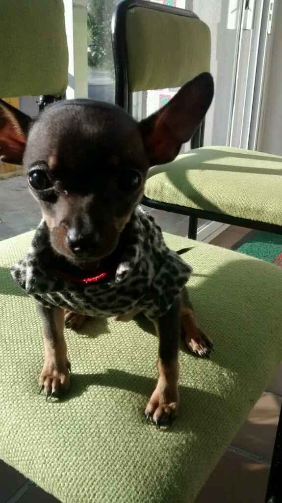 A falta de hijos perros !! ustedes tienen? - 1