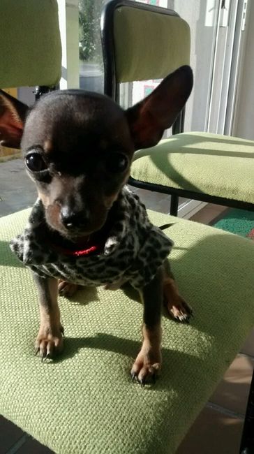 A falta de hijos perros !! ustedes tienen? - 1