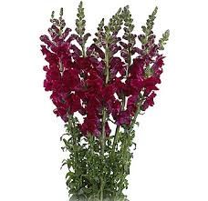 snapdragon burdeos