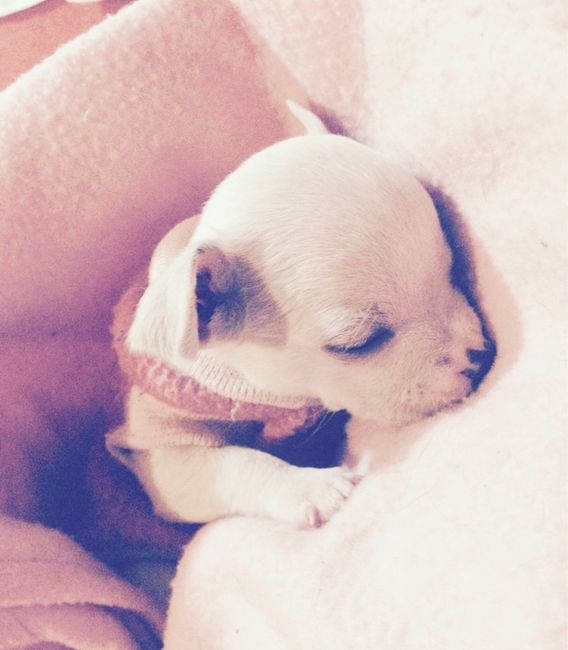 La foto de tu mascota! - 1