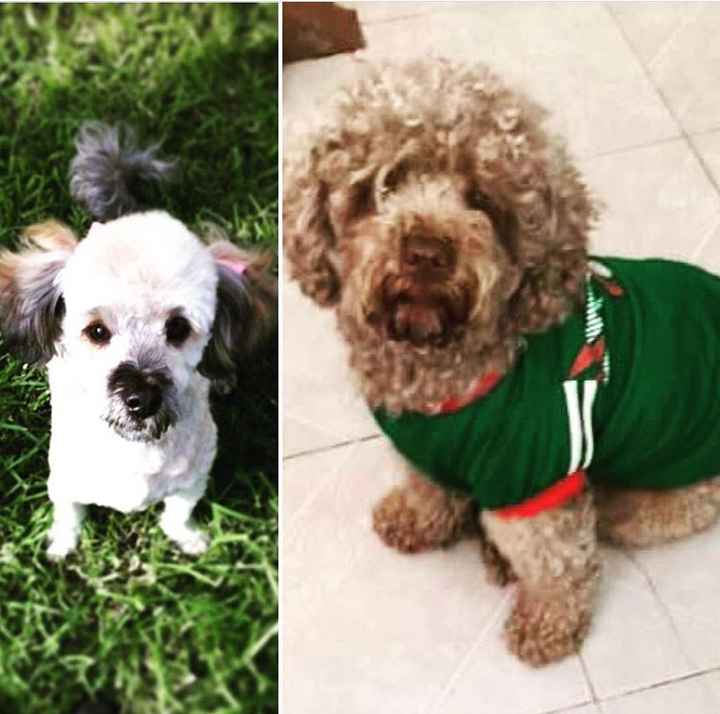 mi otro gran amor - 1