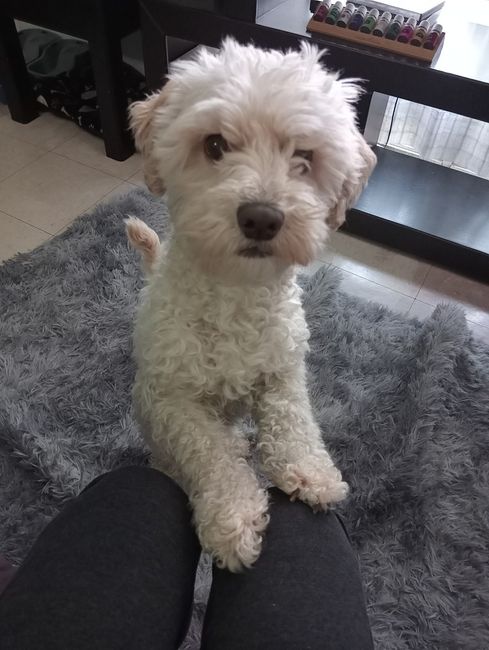 Bodas pet friendly ¿Sí, no? 🐶😺🐾 - 1