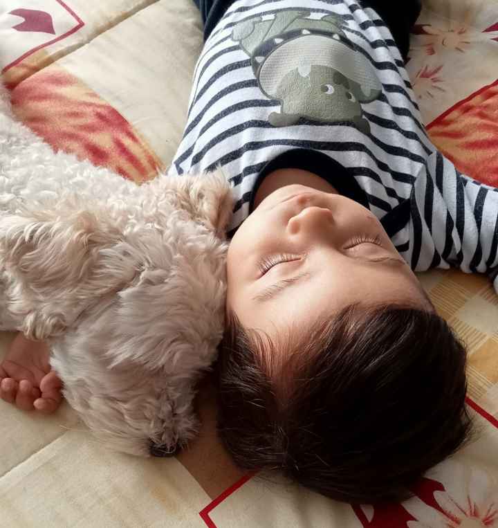 MASCOTAS en la relación😺🐶: ¿Sí o No? - 1