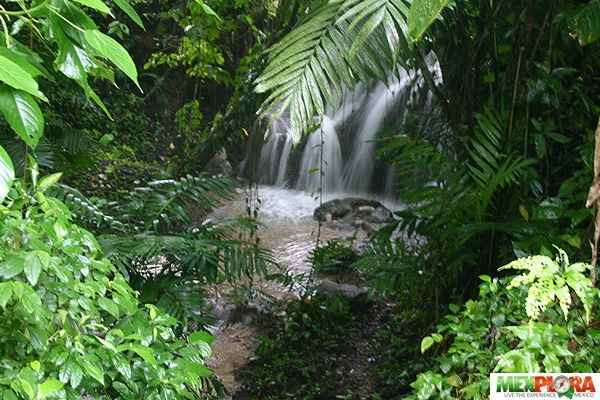 SELVA LACANDONA