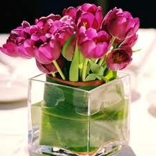TULIPANES