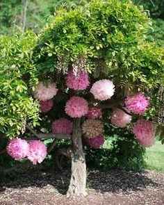 Pom Poms en árboles con muchas ramas
