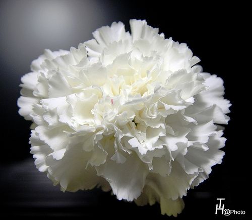 foto de clavel blanco para damas