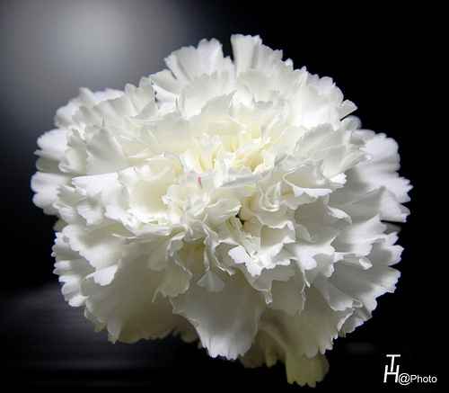 foto de clavel blanco para damas