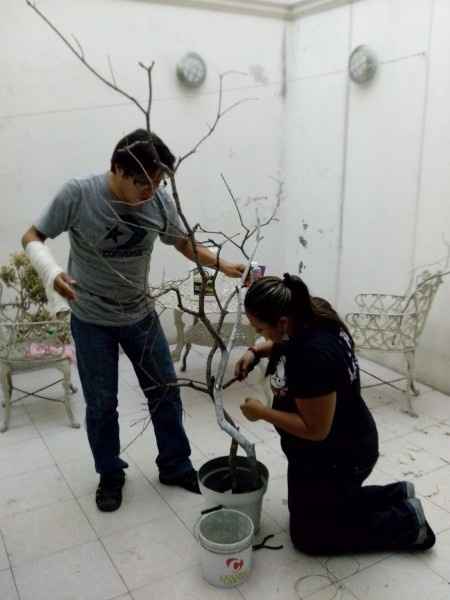 Preproduccion arbol de os deseos
