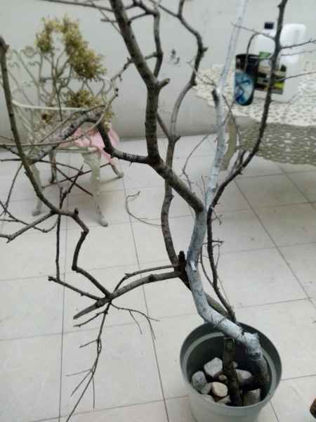 Preproduccion arbol de os deseos